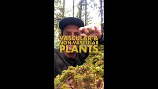 Vascular amp NonVascular Plants  TNCNatureLab [upl. by Sievert]