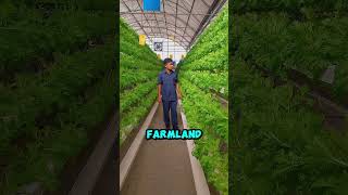 Vertical farming in Urbana areas farming short shorts [upl. by Nidya]