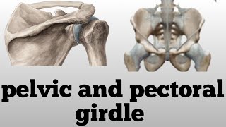 difference between pelvic ana pectoral girdle  anatomy of shoulder and hip girdle  bones of girdle [upl. by Uahsoj526]