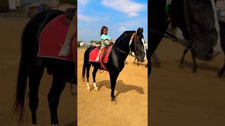 Ronny  Horse 🐎 Riding horse horses ghoda horseriding horselover ytvideo shortsfeed dhruhi [upl. by Yeargain48]