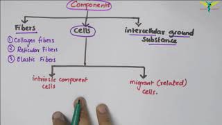 Connective Tissue  Basic Histology [upl. by Mccullough]