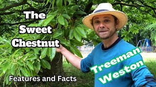 Sweet Chestnut Tree Identification Castanea sativa Features and Facts [upl. by Ardnahsal]