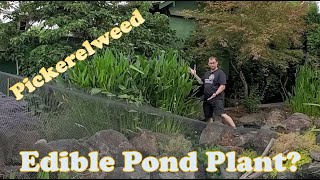 Edible Pond Plants Pickerelweed One of the Best Filter Plants [upl. by Hathaway220]