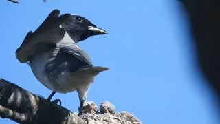 Cuckooshrike feeding chick insect [upl. by Fleisher]