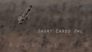 Short Eared Owl in flight [upl. by Pandora]