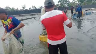 Vannamei shrimp Harvest excellent [upl. by Blanchette]