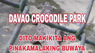 DAVAO CROCODILE PARK AND ZOO tourist spot big crocodile [upl. by Murdocca207]