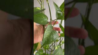 How To Take Care Of Your Pothos [upl. by Zeuqcaj]