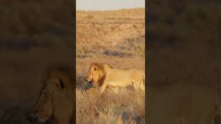 Kalahari Lion lion kalahari kgalagadi lions rooiputs africansafari wildlifephotography [upl. by Samohtnhoj]