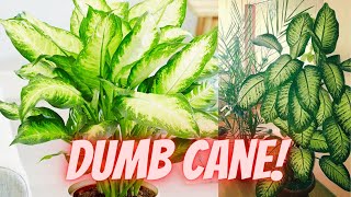 Dieffenbachia Plant Care and Problems Frequently asked questions and answers about Dumb Cane [upl. by Eniroc]