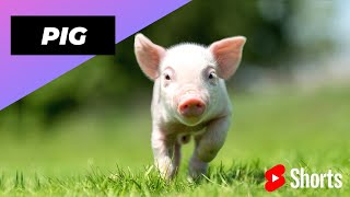 Pig 🐷 One Of The Most Intelligent Animals In The World shorts [upl. by Suoirad]