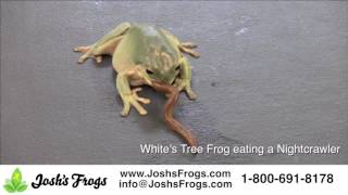 What do Whites Tree Frogs eat [upl. by Torrence]