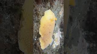 Tide pooling on the Oregon Coast tidepools oregon pnw ocean nudibranch marinelife [upl. by Ihsorih842]