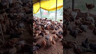 chicks after 35 days poultry poultryfarming chicken birds murgi farming [upl. by Haakon183]