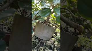 Ficus nana bonsai on the rock clasping [upl. by Ramyaj]