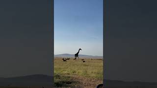 Giraffe Vs a pack of Hyenas [upl. by Baryram]