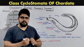 Phylum Chordata Class Cyclostomata [upl. by Aneloj]