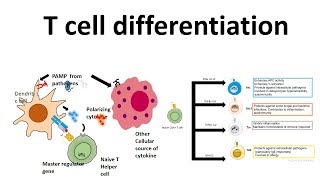 T cell differentiation role of cytokines in T cell differentiation [upl. by Hakvir]