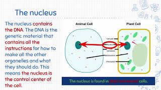 Cell Organelle Notes [upl. by Steinberg259]