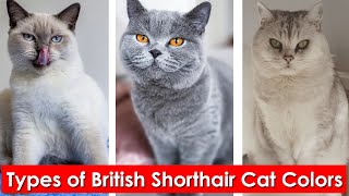 6 Types of British Shorthair Cat Colors  Different colors of the British shorthair [upl. by Moguel]