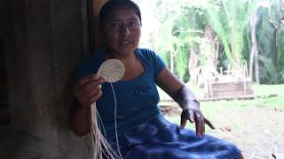 JipiJapa Basket and Daily Life in its Making  Belize  Jipijapa Palm Traditional Mayan Basketry [upl. by Adyol]