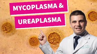 Mycoplasma e Ureaplasma  você conhece [upl. by Vernier]