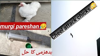 Murgi ka hazma kharab😥 cheel attack on chicks😳 [upl. by Hsina]