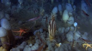 The Deepest Dive in Antarctica Reveals a Sea Floor Teeming With Life [upl. by Annatnas68]