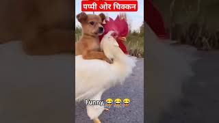 pappy🐈 our chicken 🐔 funny video 🤣 frendship trending shorts viralvideo [upl. by Gamages]