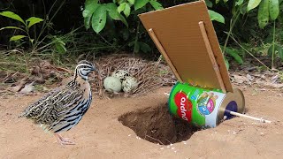 Boy Made Underground Quail Trap With Eggs Nest Using Dupro Milk Cans amp Paper  Easy Bird Trap [upl. by Rennoc514]