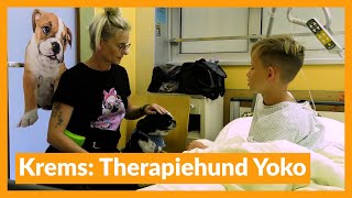 Krems Therapiehund Yoko muntert junge Patienten auf [upl. by Carthy]