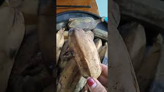 buhayprobinsya yummy banana youtubeshorts [upl. by Adnohryt]