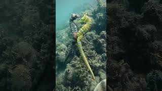 Seahorse Mating Ritual [upl. by Yngad]