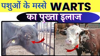 पशुओं के हर मस्से का इलाज 👌🏽Warts in Cattle Treatment [upl. by O'Malley401]