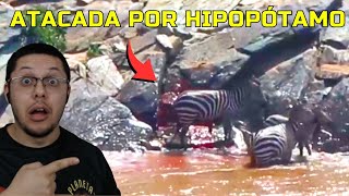 Hipopótamo acerta mordida em cheio na zebra [upl. by Trace]