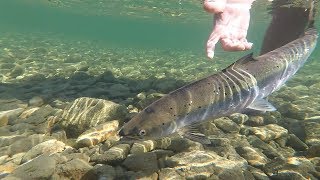 Restigouche River Camp Harmony Salmon Fishing [upl. by Latton]