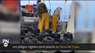 La Normandie  Première région européenne pour la pêche aux bulots [upl. by Amalberga]