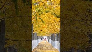 Nature’s palette in autumn around Jiangsu of China [upl. by Holmun367]