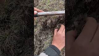 Digging Cordyceps Sinensis cordycepsfungus fungus farming satisfying [upl. by Studner]