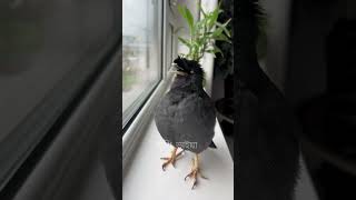 Shalik Pakhi Ya Rabbi Mustafa can sing ghazals  talkingbird [upl. by Amsirak]