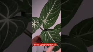 Anthurium villenaorum dark [upl. by Adnihc]