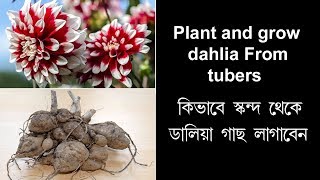 Grow dahlia plant from tuber  dahlia tubers  dahlia plants  how to grow dahlias  Bengali [upl. by Lenard528]