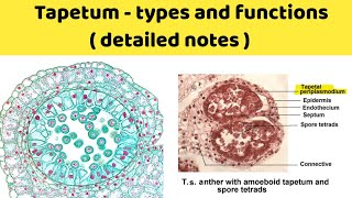 tapetum types and function  amoeboid tapetum and secretory tapetum  ubisch bodies [upl. by Darahs]