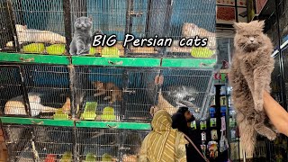 Persian cats market  Cat and dog market Jhang bazar Faisalabad [upl. by Ordnajela]