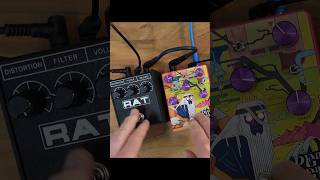 Comparing the RAT and the Pet Yeti Full video on our channel distortionpedal procorat petyeti [upl. by Arbmat]