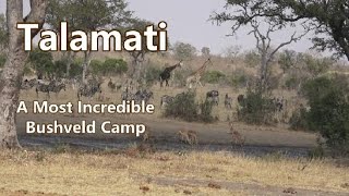 Talamati Bush Camp [upl. by Naedan]