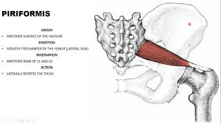 GLUTEAL REGION POSTERIOR THIGH AND POPLITEAL FOSSA [upl. by Oribella]