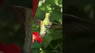 Hummingbirds Can Fly Backwards 🌸  Earthly Essentials [upl. by Frodine]