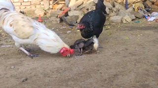 Baby chicks Mother hen and Aseel Rooster eating food 90453 [upl. by Nageet]