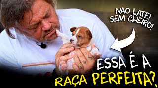 O CACHORRO RÚSTICO QUE NÃO LATE NÃO TEM CHEIRO E É MUITO INTELIGENTE [upl. by Dumm630]